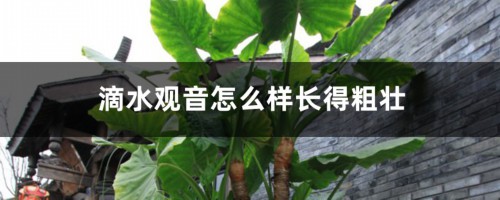 滴水观音怎么样长得粗壮