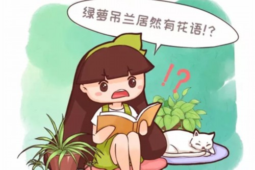 绿萝吊兰也有花语？养了大半辈子，你竟然不知道