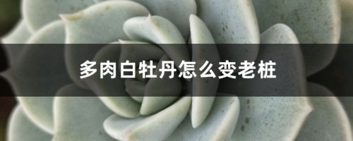 多肉白牡丹怎么变老桩