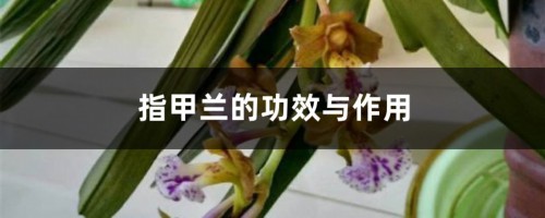 指甲兰的功效与作用