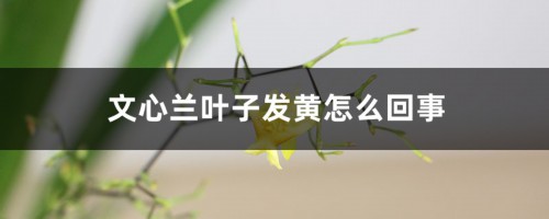 文心兰叶子发黄怎么回事，怎么办