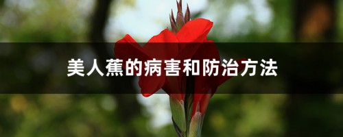 美人蕉的病害和防治方法