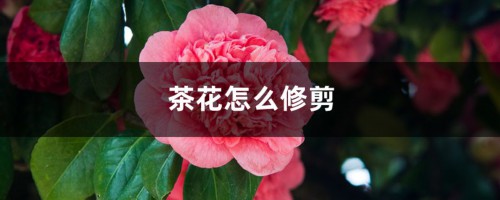 茶花怎么修剪