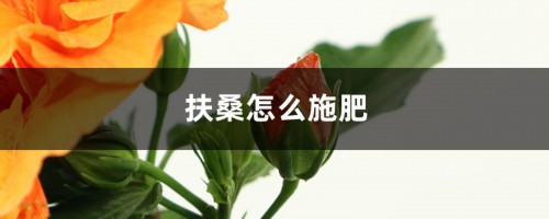 扶桑怎么施肥